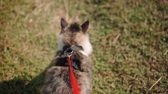 Walk of a beautiful fluffy cat on a leash along a green meadow in the forest