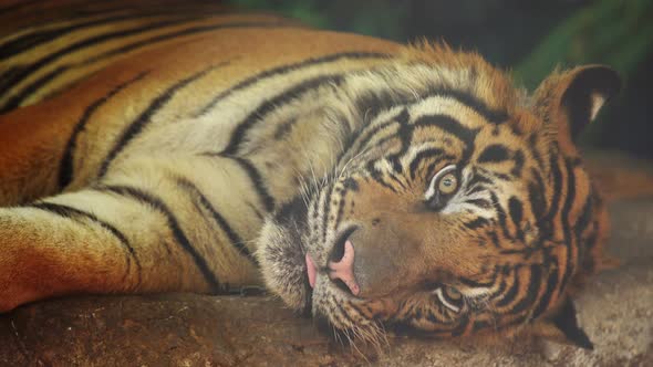 bengal tiger resting