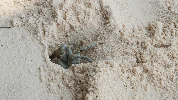 Hermit Crab Digs a Hole in the Sand and Hides on a Tropical Beach Zanzibar