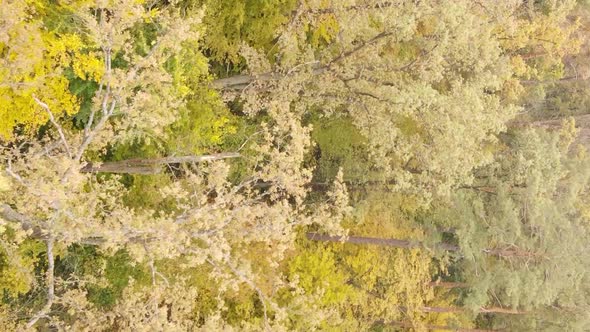 Vertical Video of an Autumn Forest During the Day in Ukraine