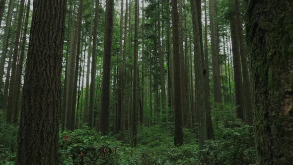 Vancouver British Columbia forest (Pacific Spirit Region)