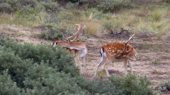 Two male fallow deer with large antlers scratch and lick their fur.