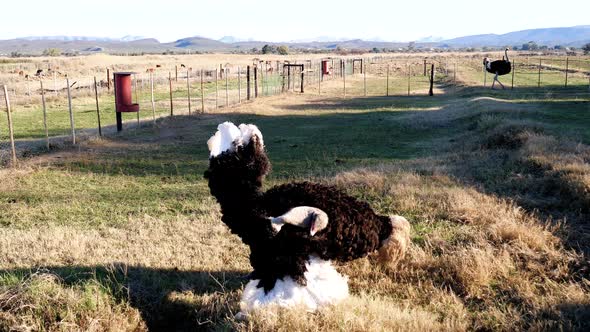 Ostrich swings and hits itself with head in sides as part of mating ritual in Oudtshoorn, South Afri