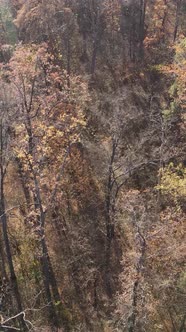 Vertical Video of a Forest with Trees During the Day