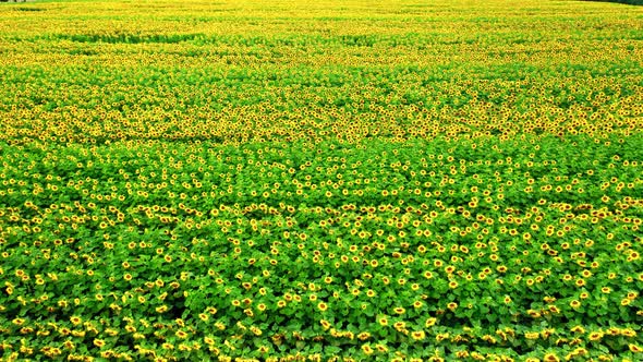 Big sunflower blooming field in summer, aerial view