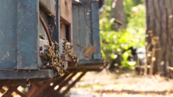 Swarm of bees flying around homemade wooden bee hives. Slow zoom closeup