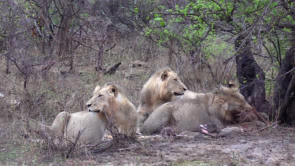 Three young male lions sit together as one feasts on a giraffe kill and the others keep watch.