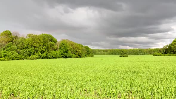 Crops growing on agricultural field waving in wind