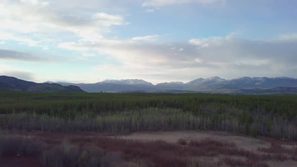 Mountain forest in the Yukon