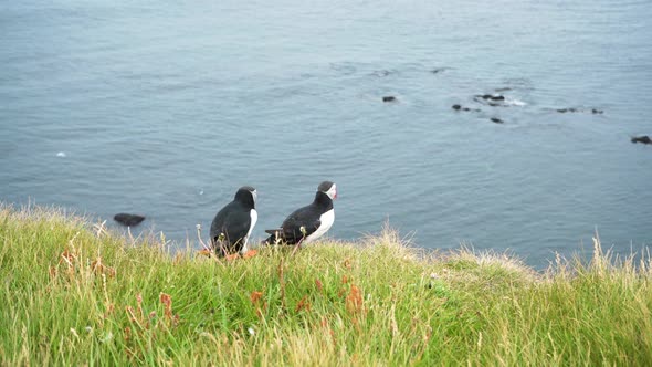 A Pair Of Puffins In Grassy Cliffside Of Látrabjarg Iceland - medium shot