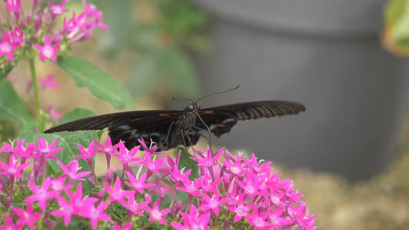 Close up shot of black butterfly collecting pollen of pink flower with legs - 4K Slow motion shot of