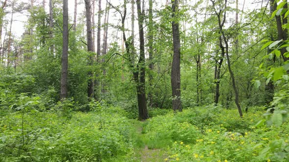 Wild Forest Landscape on a Summer Day