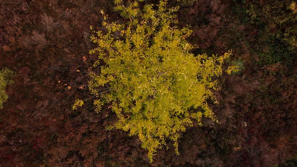 Brightly coloured birch tree seen from above revealing slowly the wider moorland surroundings of dar