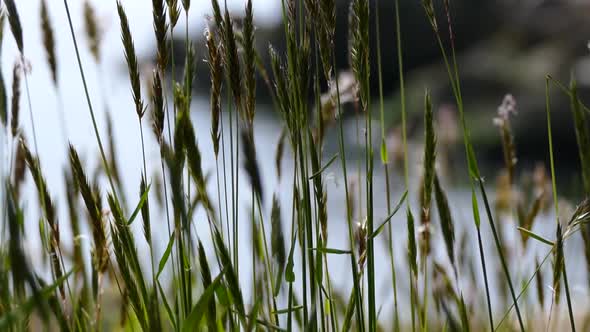 Shore Grass 03