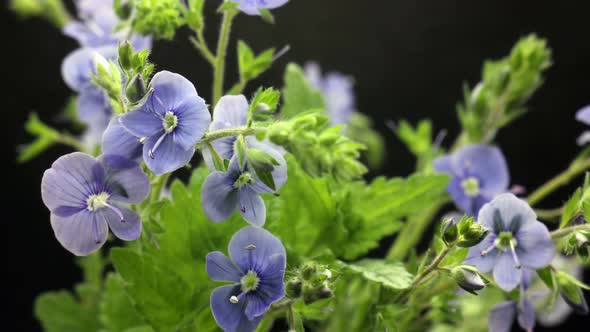 Bouqet of Small Blue Flowers Raise Up Leaves, Flowers Blooming, Blossoming, Spring Time Lapse