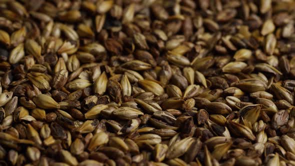 Rotating shot of barley and other beer brewing ingredients - BEER BREWING