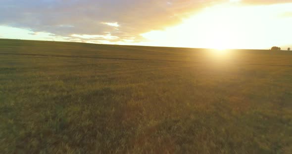 Flight Above Rural Summer Landscape with Endless Yellow Field at Sunny Summer Evening. Agricultural