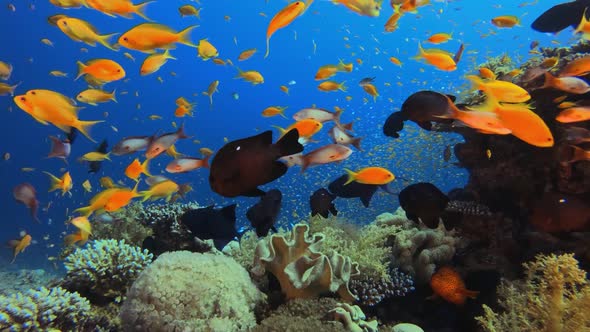 Underwater Fish on Vibrant Coral Garden