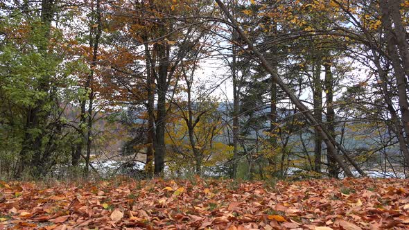 Dry Leaves On The Forest Floor Near The Lake