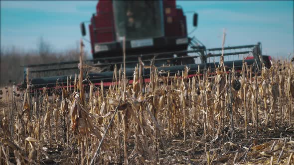 The Harvester Is Harvesting in a Field of Corn. Dry Corn Is Processed By a Special Machine.