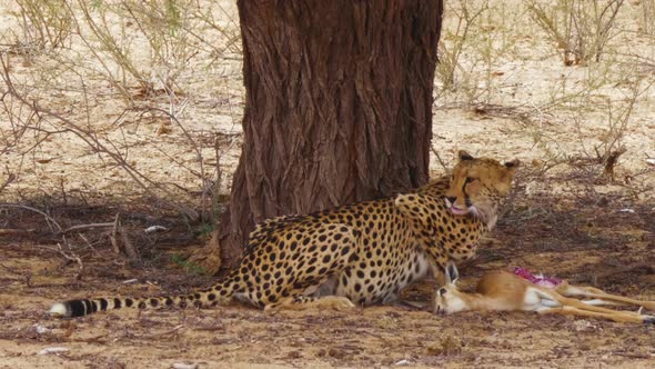 Southeast African Cheetah feeds on a fresh kill while watching the surrounding environment.