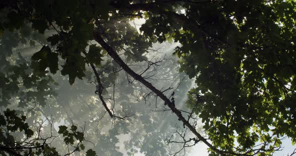 Natural Frame Wallpaper Dense Woods White Fog Shining Sunrays