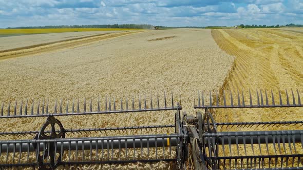 View from combine harvesting ripe wheat.