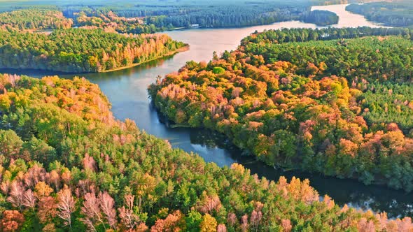 Colorful forest and 3 rivers in autumn, aerial view, Poland