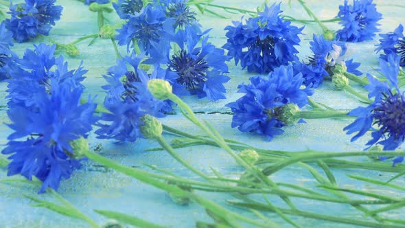 Fresh flowers of knapweeds on vintage light blue wooden tabletop.