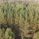 Morning pine forest - Flying Sideways - VideoHive Item for Sale