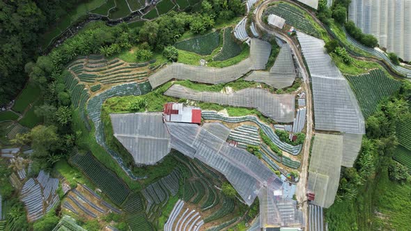 Cameron Highlands, Pahang Malaysia