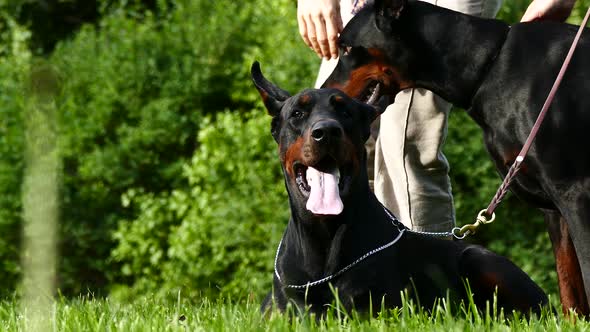 Two Big Black Dogs Outdoors