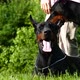 Two Big Black Dogs Outdoors - VideoHive Item for Sale