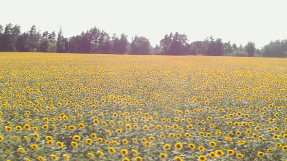 Sunflowers field. Harvesting and agronomy.