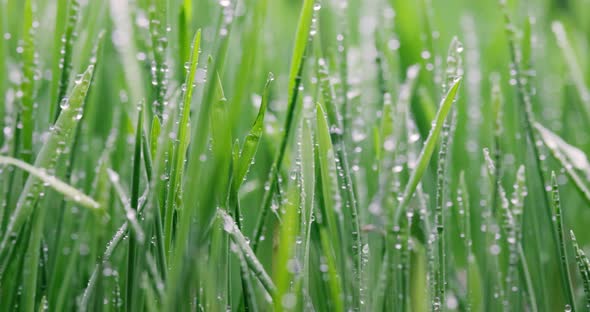 Green Grass Closeup Super Macro Shooting