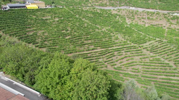 Aerial View of Vineyard Fields on the Hills in Italy Growing Rows of Grapes