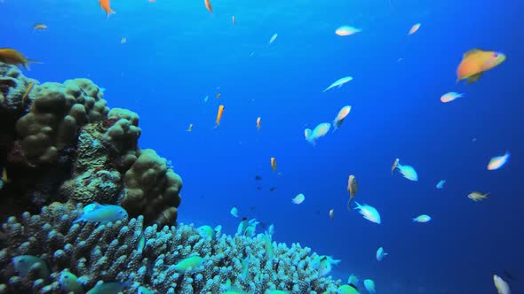 Underwater Blue-Green and Colourful Fish