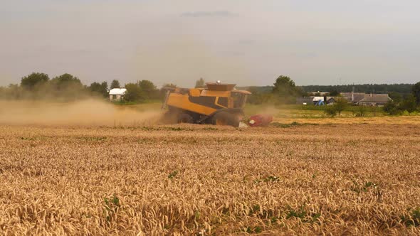 Wheat Harvesting on Field in Summer Season