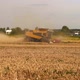 Wheat Harvesting on Field in Summer Season - VideoHive Item for Sale