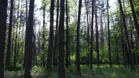 Wild Forest Landscape on a Summer Day