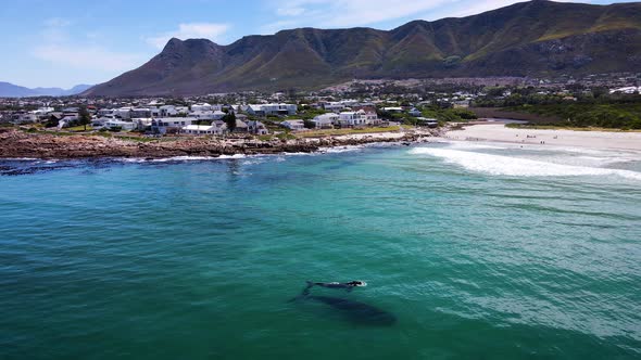 Baby Southern Right whale floats close to its mother, near Onrus beach, South Africa