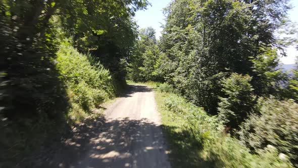 Car Forest