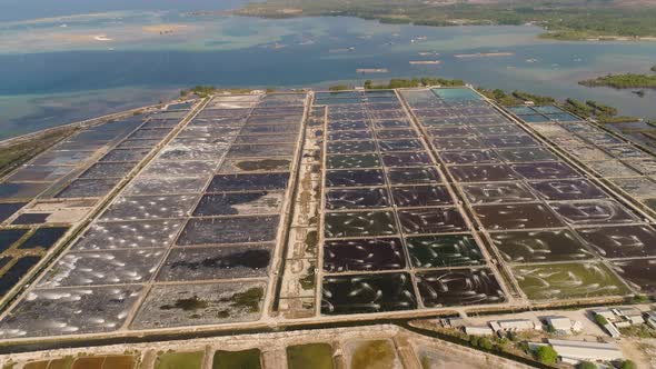 Shrimp Farming in Indonesia