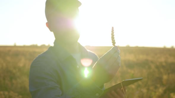 Farmer Businessman Inspects Wheat Field and Examines an Ear of Wheat at Sunrise