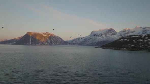 Flock of birds fly towards aerial drone as drone orbits, Northern Norway. Action Shot