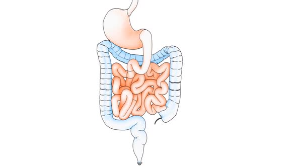 Digestive Draw