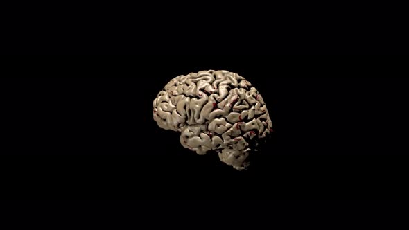 3D Animation of human brain zoom in