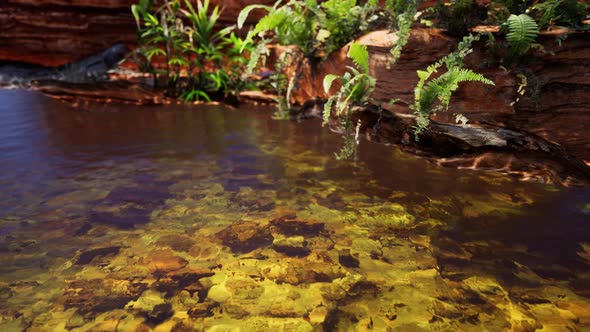 Tropical Golden Pond with Rocks and Green Plants