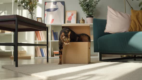 Bengal Cat Getting Out Cardboard Box in Living Room