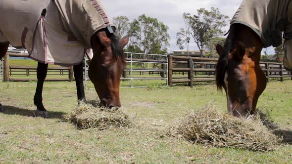 Wide view of two horses eating a stack of hay in a horse paddock